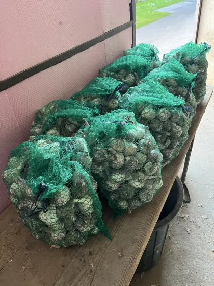Frischer Knoblauch aus Niederösterreich