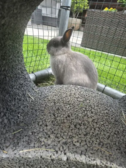 Zwergkaninchen, Hasen, Farbenzwerg