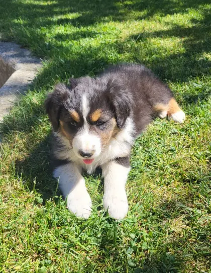Australian Shepherd Welpe mit Ahnenpass