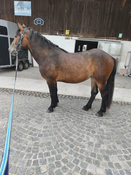 2-jährige Norikerstute