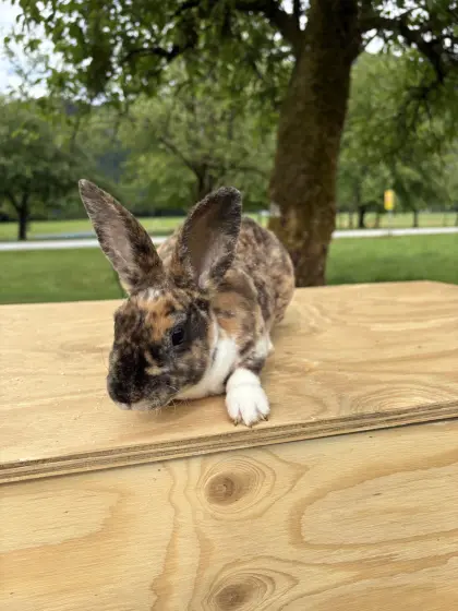Mini Rex Hasen, Weibchen