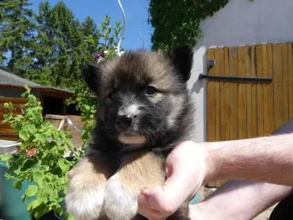 Welpen, Sandros Leisha Dog Welpen (Wolfsschäferhund)