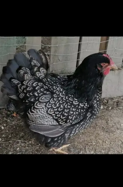 Barnevelder, Buntleger, Marans/Olive, Bruteier, Küken