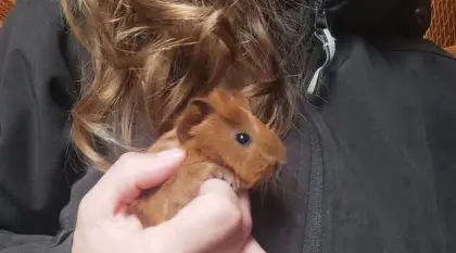 2 liebe Meerschweinchen-Männchen