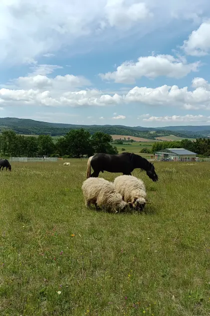 Walliser Schwarznasenschafe, handzahm, 2 kastrierte Böcke