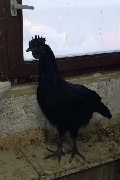 Ayam Cemani