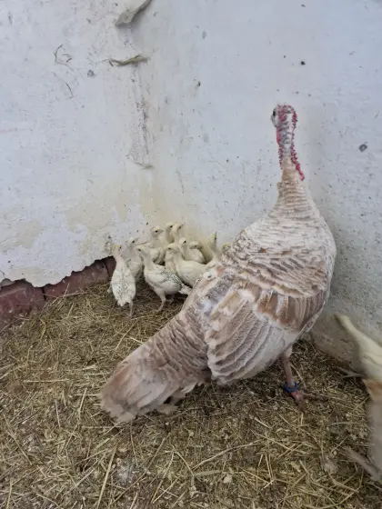 Puten in allen Größen
