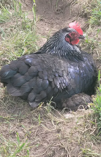 Marans schwarz-silber Bruteier abzugeben