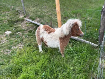 Mini Shetty