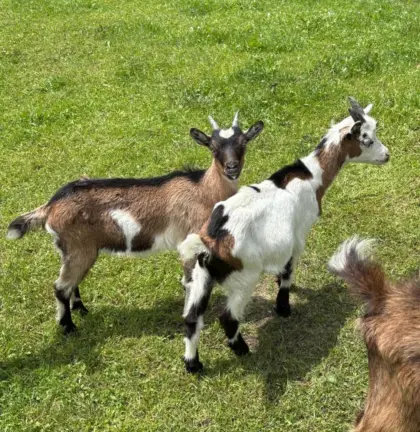 Ziegenkitz