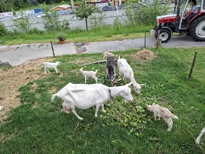 4 weibliche Kitzerl und eine Mutterziege, hornlos, hell