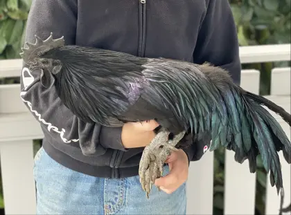 Ayam Cemani, Zwerg-Wyandotten