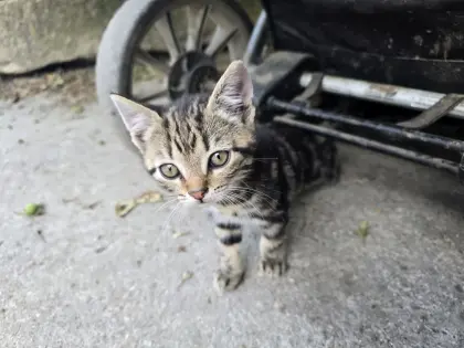 Babykatzen