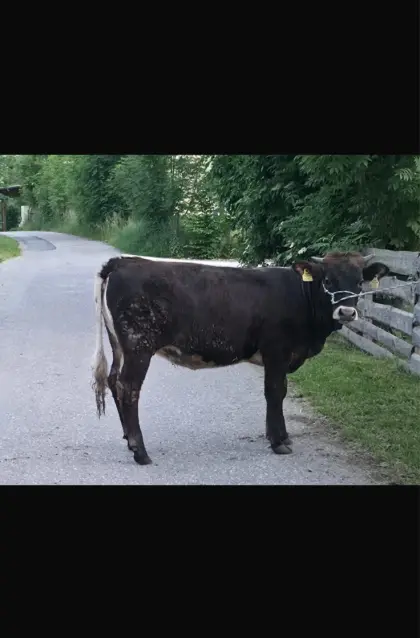 Aubrac/Pinzgauer Kalbin