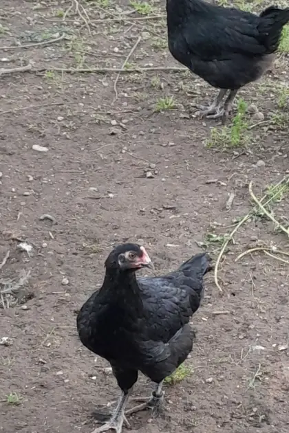 Marans-Junghennen