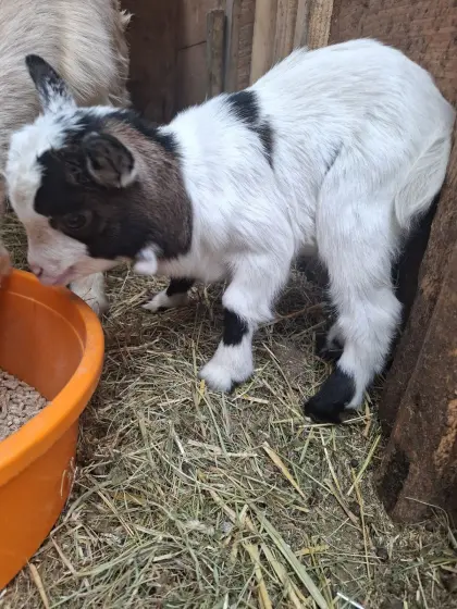 Mini-Zwergziegen