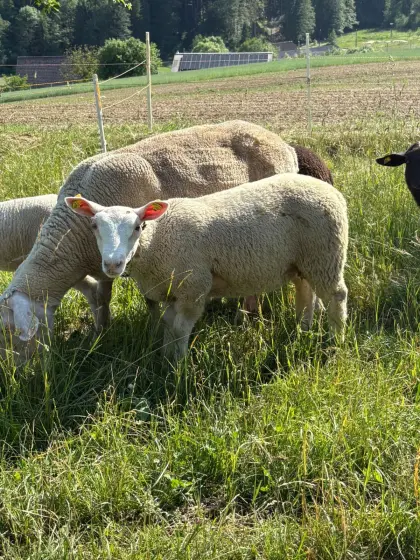 Berrichonbock