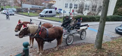 Toller Fuchs Norikerwallach (Kehlkopfpfeiffer)