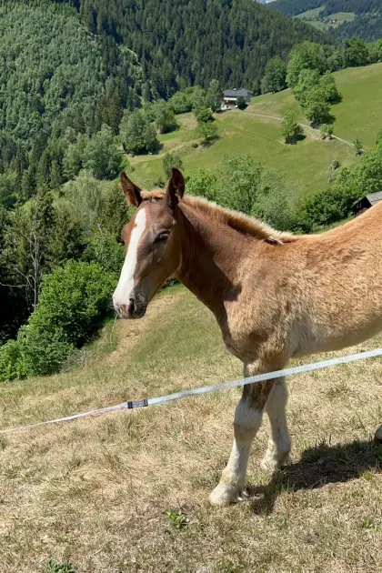 Noriker Hengstfohlen Amadeus