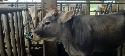 Tiroler Grauviehkalbin Bio