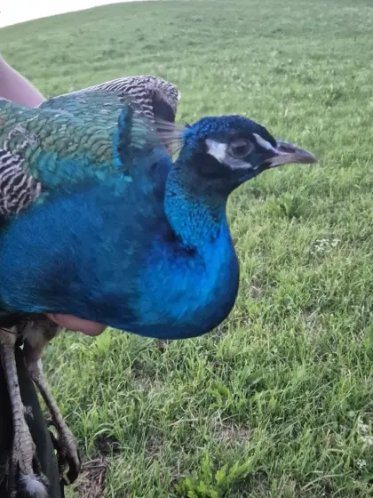 Pfau