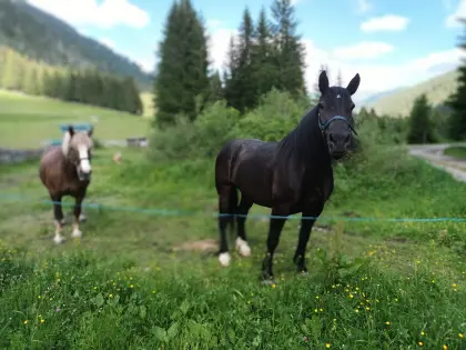 Noriker Pferde