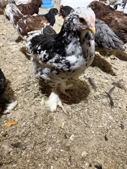Brahma mottled