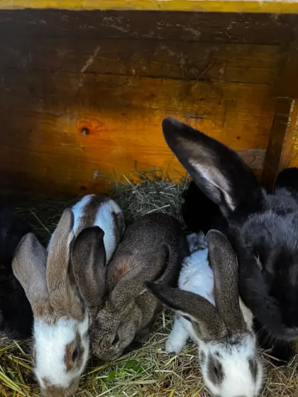 Hase: Blaue Wiener und Schecken, verschiedene Farben