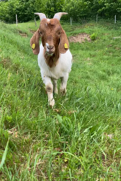 Burenziegenbock