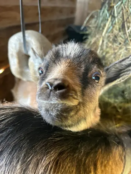 Zwergziegenbock Lucky