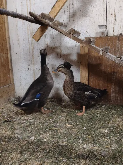 Landenten mit Haube, Enten
