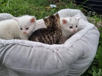 Baby-Katzen