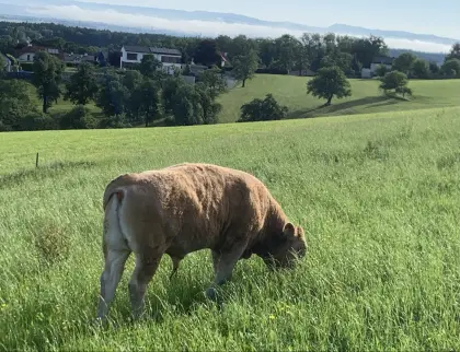 Bio-Jungstier Einsteller, Fresser