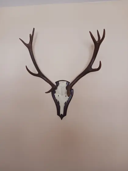 10-Ender Hirschgeweih/Rothirsch auf Trophäenschild