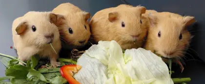 California-Meerschweinchen
