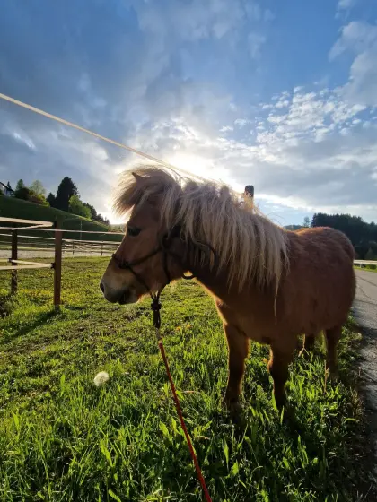 Mini-Shetty-Stute