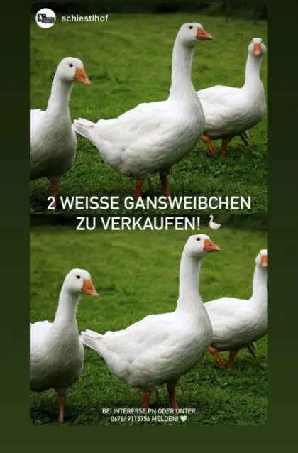 Hausgänse