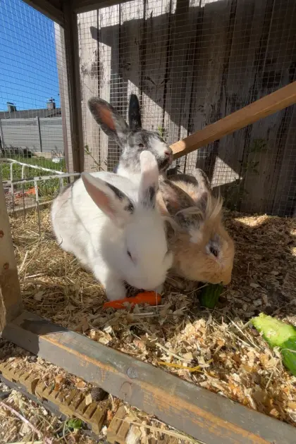 4 Kaninchen zu verkaufen