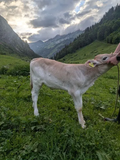 Bio-Braunviehkalb