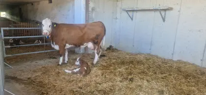 Bio-Kuh mit Kalb