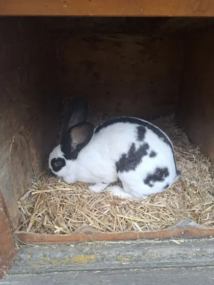 Deutscher Riesenhase