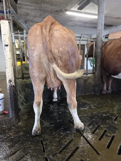 Genetisch hornlose Bio-Fleckviehkuh