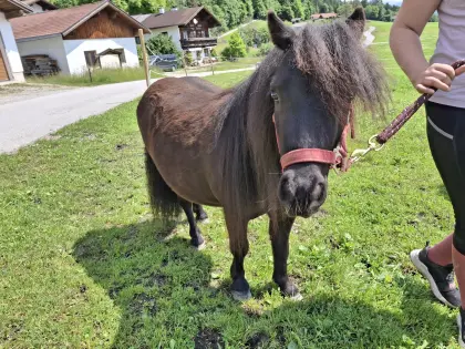 Wallach Ponyhengst