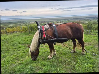 Ausbildung in Kutschenfahren, Holzrücken, Reiten, Pflügen