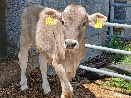 GZW 145 Brown Swiss Stierkalb