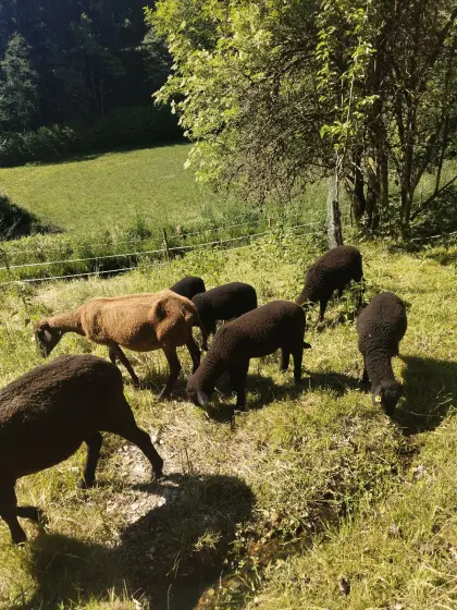 Jura-Lämmer