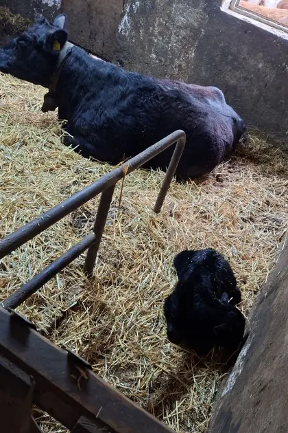 Suche Angus-Stier