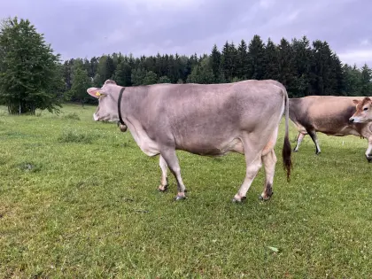 Brown Swiss Kuh VG87