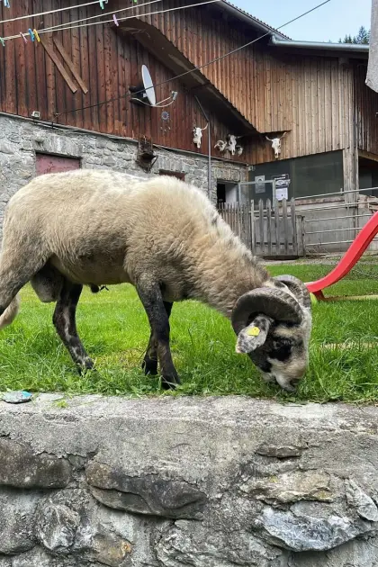 Montafoner Steinschaf Widder