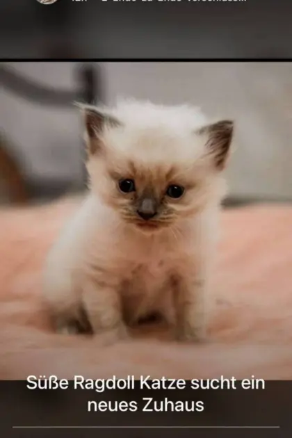 Katzen